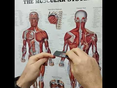 ErgonX 3/4 Orthotic Insoles: High Arch Support Explained