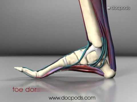 Discover the secret behind foot comfort! 🌟 Unveil how the windlass mechanism impacts foot and heel